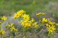 Yellow flowers, daisies, field meadow wild flowers Royalty Free Stock Photo