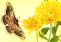 Yellow flowers of Daisy Aster and butterfly Moth Saturnia pyri Lepidoptera: Saturniidae. Royalty Free Stock Photo