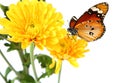 Yellow flowers of Daisy Aster and butterfly Moth Saturnia pyri Lepidoptera: Saturniidae. Royalty Free Stock Photo