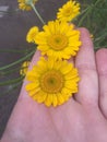 Yellow flowers