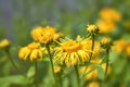 yellow flowers daisywheel on green background