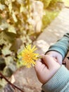 Yellow flowers dandelion in childrens hands. Spring. Selective focus