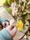 Yellow flowers dandelion in children`s hands. Spring. Selective focus