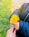 Yellow flowers dandelion in childrens hands. Spring. Selective focus