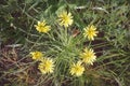 Yellow flowers of Dandelion in wild Royalty Free Stock Photo