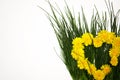 Yellow flowers of dandelions in the form of a heart on the green grass Royalty Free Stock Photo