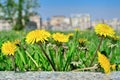 Yellow flowers dandelions among green grass on a lawn Royalty Free Stock Photo