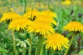 Yellow flowers dandelions among green grass on a lawn Royalty Free Stock Photo