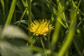 Yellow flowers on a dark blurry background in an English park