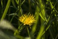 Yellow flowers on a dark blurry background in an English park