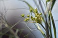Flowering Darkleaf Fennel \'Atropurpureum\'