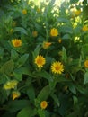 Yellow Flowers, Dasies