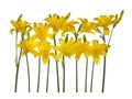 Yellow flowers daylily isolated on white background. Royalty Free Stock Photo