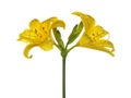 Yellow flowers daylily isolated on white background. Royalty Free Stock Photo