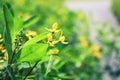 Yellow flowers in the daytime with orange sunlight