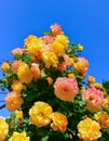 Yellow flowers of a decorative rose against a background of blue sky in the botanical garden in Odessa, Ukraine Royalty Free Stock Photo