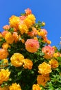 Yellow flowers of a decorative rose against a background of blue sky in the botanical garden in Odessa, Ukraine Royalty Free Stock Photo