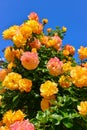 Yellow flowers of a decorative rose against a background of blue sky in the botanical garden in Odessa, Ukraine Royalty Free Stock Photo