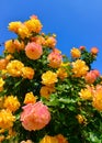 Yellow flowers of a decorative rose against a background of blue sky in the botanical garden in Odessa, Ukraine Royalty Free Stock Photo
