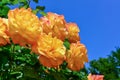 Yellow flowers of a decorative rose against a background of blue sky in the botanical garden in Odessa, Ukraine Royalty Free Stock Photo