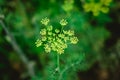 Yellow flowers of dill Anethum graveolens. Close up. Royalty Free Stock Photo