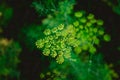 Yellow flowers of dill Anethum graveolens. Close up. Royalty Free Stock Photo