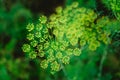 Yellow flowers of dill Anethum graveolens. Close up. Royalty Free Stock Photo