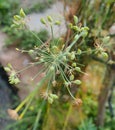 Yellow flowers of dill Anethum graveolens Indian called saunf