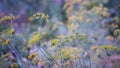 Yellow flowers of dill, Anethum graveolens L., to be saved as seed, to be planted next season Royalty Free Stock Photo