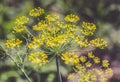 Yellow flowers of dill. Close up. Royalty Free Stock Photo