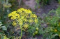 Yellow flowers of Anethum graveolens dill in garden fields Royalty Free Stock Photo