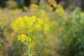 Yellow flowers of Anethum graveolens dill in garden fields Royalty Free Stock Photo
