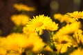 Yellow Flowers Doronicum Growing In Flower Bed. Royalty Free Stock Photo