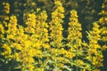Yellow flowers of a dotted loosestrife in a pastel haze