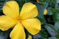 A yellow flowers and droplets on petal Royalty Free Stock Photo