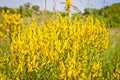 Yellow Flowers of a dyer broom Genista tinctoria, dyer`s greenweed. Medicinal plant