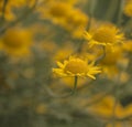 Yellow flowers of dyer`s camomile Anthemis tinctoria