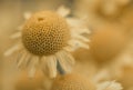 Yellow flowers of dyer`s camomile Anthemis tinctoria