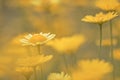 Yellow flowers of dyer`s camomile Anthemis tinctoria