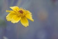 Yellow flowers of dyer`s camomile Anthemis tinctoria