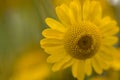 Yellow flowers of dyer`s camomile Anthemis tinctoria