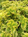 Yellow flowers are easy for everyone to get and maintain, plants that are very easy to live with