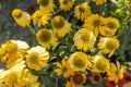 The Yellow flowers of Echinacea purpurea \'Sombrero Yellow\', in close up, in a natural outdoor setting. Cone flower Royalty Free Stock Photo