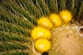 Yellow flowers of echinocactus cacti