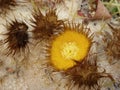 Yellow flowers of Echinocactus grusonii cactus