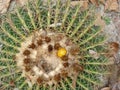 Yellow flowers of Echinocactus grusonii cactus