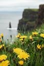 Yellow flowers on the edge of Cliff of Moher in focus, Atlantic ocean. out of focus. Popular tourist destination. County Clare,