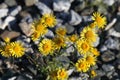 Yellow flowers are elecampane.