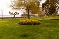 Yellow flowers on the embankment of Langenargen. Daffodils. Plant, gardening