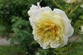 Yellow flowers of english climbing rose cultivar The Pilgrim established by rose breeder David Austin